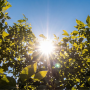 ☀️ Solsticio de Verano (夏至, Xiàzhì)